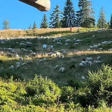 Σπίτι διακοπών Butterblume - Feldberg, Direkt An Der Skipiste, Mit Sauna, Haus Wiesenquelle