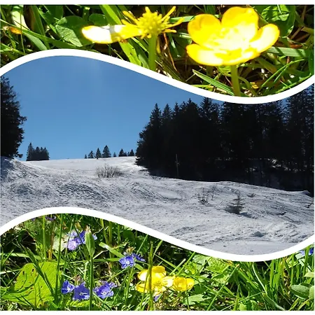 Butterblume, Feldberg - Haus Wiesenquelle * Feldberg (Baden-Wurttemberg)